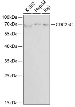 WB analysis of various sample lysates using GTX32511 CDC25C antibody. Dilution : 1:1000 Loading : 25microg per lane WB analysis of various sample lysates using GTX32511 CDC25C antibody. Dilution : 1:1000 Loading : 25microg per lane