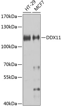 WB analysis of various sample lysates using GTX32556 DDX11 antibody. Dilution : 1:1000 Loading : 25microg per lane WB analysis of various sample lysates using GTX32556 DDX11 antibody. Dilution : 1:1000 Loading : 25microg per lane