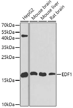 WB analysis of various sample lysates using GTX32571 EDF1 antibody. Dilution : 1:1000 Loading : 25microg per lane