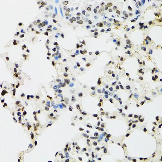 IHC-P analysis of mouse lung tissue using GTX32571 EDF1 antibody. Dilution : 1:100