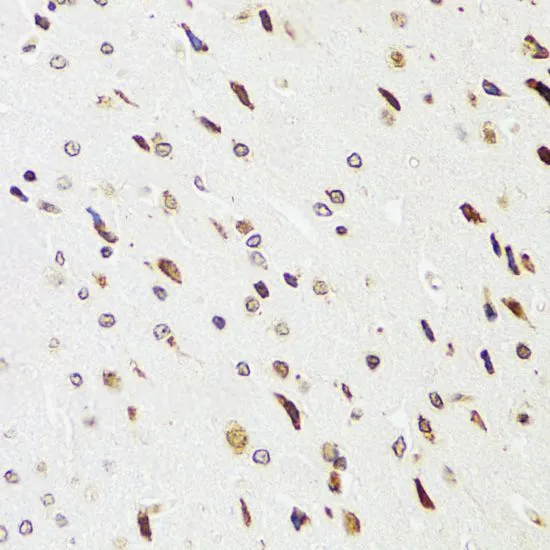 IHC-P analysis of rat brain tissue using GTX32571 EDF1 antibody. Dilution : 1:100