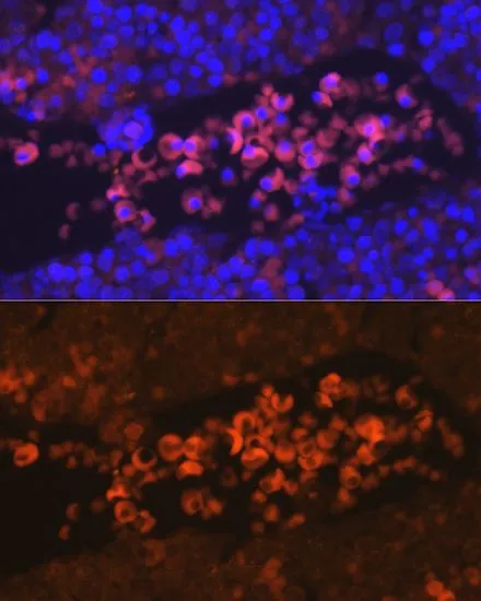 IHC-P analysis of mouse fetal tissue using GTX32590 EPO receptor antibody. Blue : DAPI Dilution : 1:100