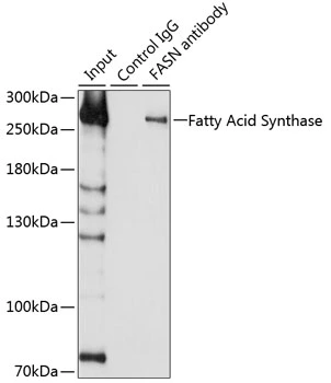 IP analysis of 293T cell lysate using GTX32598 Fatty Acid Synthase antibody. Antibody amount : 3microg / 200microg lysate Dilution : 1:1000 IP analysis of 293T cell lysate using GTX32598 Fatty Acid Synthase antibody. Antibody amount : 3microg / 200microg lysate Dilution : 1:1000