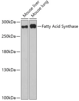 WB analysis of various sample lysates using GTX32598 Fatty Acid Synthase antibody. Dilution : 1:1000 Loading : 25microg per lane