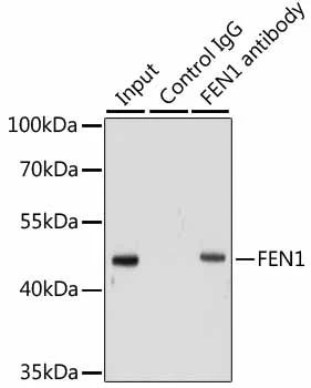 IP analysis of HeLa cell lysate using GTX32600 FEN1 antibody. Antibody amount : 1microg / 200microg lysate Dilution : 1:1000 IP analysis of HeLa cell lysate using GTX32600 FEN1 antibody. Antibody amount : 1microg / 200microg lysate Dilution : 1:1000
