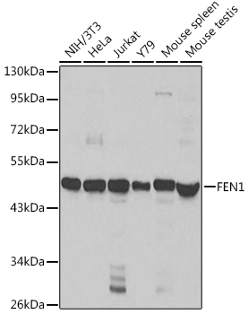 WB analysis of various sample lysates using GTX32600 FEN1 antibody. Dilution : 1:1000 Loading : 25microg per lane