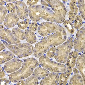 IHC-P analysis of mouse kidney tissue using GTX32605 FKBP6 antibody. Dilution : 1:100
