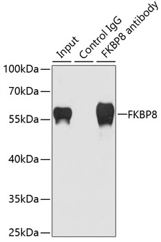 IP analysis of HeLa cell lysate using GTX32606 FKBP8 antibody. Antibody amount : 1microg / 200microg lysate Dilution : 1:1000 IP analysis of HeLa cell lysate using GTX32606 FKBP8 antibody. Antibody amount : 1microg / 200microg lysate Dilution : 1:1000
