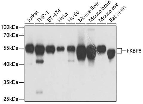 WB analysis of various sample lysates using GTX32606 FKBP8 antibody. Dilution : 1:1000 Loading : 25microg per lane