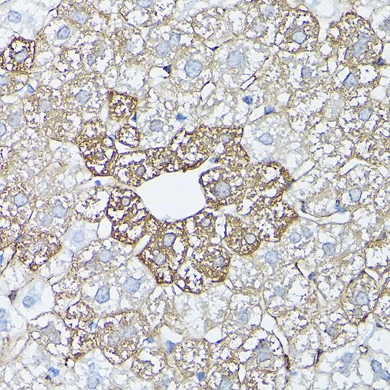 IHC-P analysis of mouse stomach tissue using GTX32627 Glutamine synthetase antibody. Dilution : 1:100