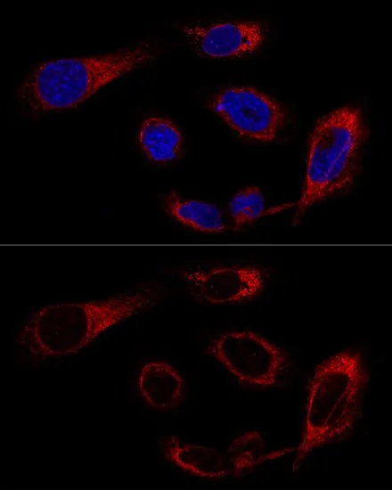 ICC/IF analysis of U2OS cells using GTX32636 Grp78 antibody. Blue : DAPI Dilution : 1:200