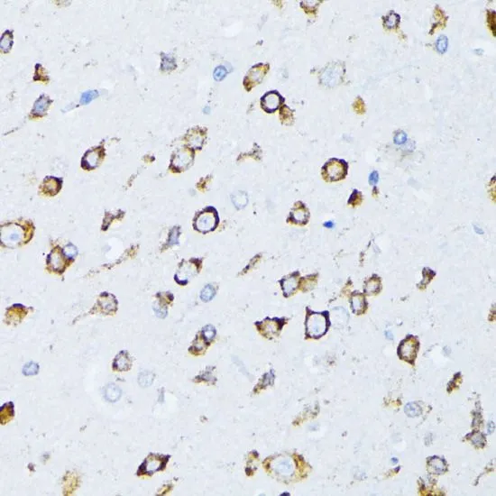 IHC-P analysis of rat brain tissue using GTX32636 Grp78 antibody. Dilution : 1:100