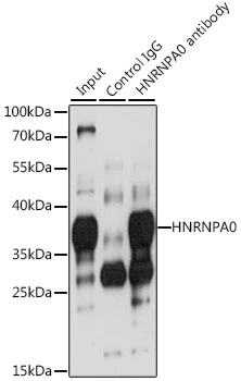 IP analysis of 293T cell lysate using GTX32659 hnRNP A0 antibody. Antibody amount : 3microg / 200microg lysate Dilution : 1:1000 IP analysis of 293T cell lysate using GTX32659 hnRNP A0 antibody. Antibody amount : 3microg / 200microg lysate Dilution : 1:1000