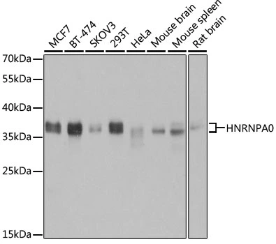 WB analysis of various sample lysates using GTX32659 hnRNP A0 antibody. Dilution : 1:3000 Loading : 25microg per lane