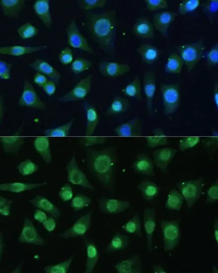 ICC/IF analysis of L929 cells using GTX32659 hnRNP A0 antibody. Blue : DAPI Dilution : 1:100