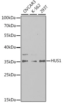 WB analysis of various sample lysates using GTX32662 HUS1 antibody. Dilution : 1:1000 Loading : 25microg per lane