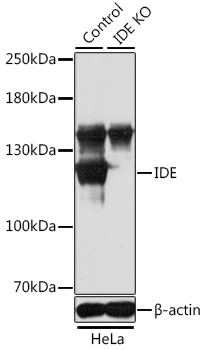 WB analysis of normal (control) and knockout (KO) HeLa cell lysate using GTX32665 IDE antibody. Dilution : 1:1000 Loading : 25microg per lane