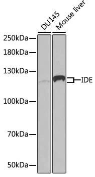 WB analysis of various sample lysates using GTX32665 IDE antibody. Dilution : 1:1000 Loading : 25microg per lane