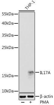 WB analysis of THP-1 cells treated by PMA (80 nM) at 37oC for overnight using GTX32674 IL17A antibody. The signal was developed with ECL plus-Enhanced. Dilution : 1:1000 Loading : 25microg per lane WB analysis of THP-1 cells treated by PMA (80 nM) at 37oC for overnight using GTX32674 IL17A antibody. The signal was developed with ECL plus-Enhanced. Dilution : 1:1000 Loading : 25microg per lane