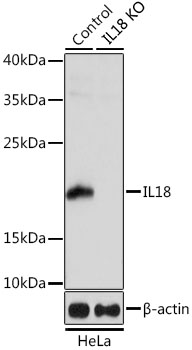 WB analysis of wild type and IL18 knockout cell lysate using GTX32675 IL18 antibody. Dilution : 1:1000 Loading : 25ug per lane