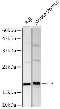 WB analysis of various sample lysates using GTX32677 IL3 antibody. Dilution : 1:1000 Loading : 25microg per lane WB analysis of various sample lysates using GTX32677 IL3 antibody. Dilution : 1:1000 Loading : 25microg per lane