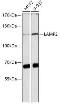 WB analysis of various sample lysates using GTX32699 LAMP2 antibody. Dilution : 1:1000 Loading : 25microg per lane WB analysis of various sample lysates using GTX32699 LAMP2 antibody. Dilution : 1:1000 Loading : 25microg per lane