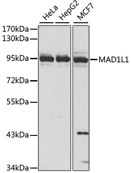 WB analysis of various sample lysates using GTX32710 MAD1 antibody. Dilution : 1:1000 Loading : 25microg per lane WB analysis of various sample lysates using GTX32710 MAD1 antibody. Dilution : 1:1000 Loading : 25microg per lane