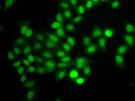 ICC/IF analysis of U2OS cells using GTX32710 MAD1 antibody.