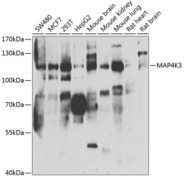 WB analysis of various sample lysates using GTX32713 MAP4K3 antibody. Dilution : 1:1000 Loading : 25microg per lane WB analysis of various sample lysates using GTX32713 MAP4K3 antibody. Dilution : 1:1000 Loading : 25microg per lane