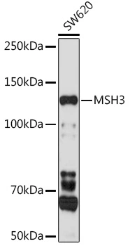 WB analysis of SW620 cell lysate using GTX32728 MSH3 antibody. Dilution : 1:1000 Loading : 25microg per lane WB analysis of SW620 cell lysate using GTX32728 MSH3 antibody. Dilution : 1:1000 Loading : 25microg per lane
