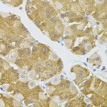 IHC-P analysis of human stomach tissue using GTX32737 NAT8 antibody.