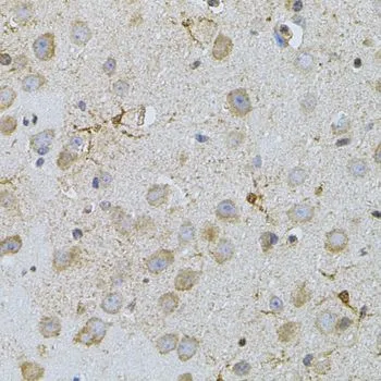 IHC-P analysis of mouse brain tissue using GTX32737 NAT8 antibody.