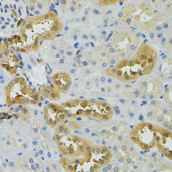 IHC-P analysis of rat kidney tissue using GTX32737 NAT8 antibody.