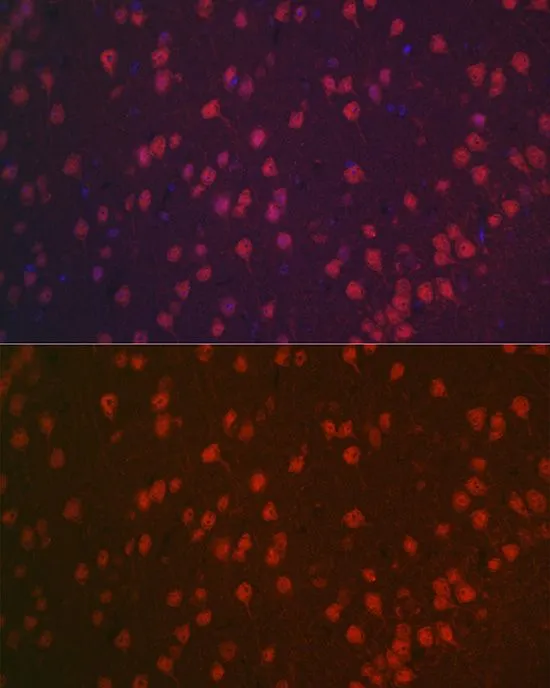 IHC-P analysis of mouse brain tissue using GTX32746 NeuN antibody. Blue : DAPI Dilution : 1:100