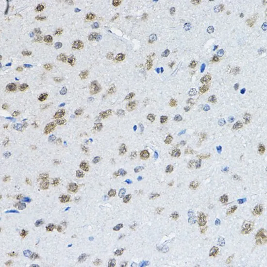 IHC-P analysis of mouse brain tissue using GTX32746 NeuN antibody. Dilution : 1:100