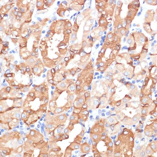 IHC-P analysis of human stomach tissue using GTX32750 NHLRC1 antibody. Dilution : 1:100