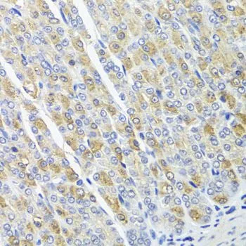 IHC-P analysis of mouse stomach tissue using GTX32768 OSGEPL1 antibody. Dilution : 1:100