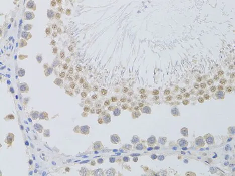 IHC-P analysis of rat testis tissue using GTX32784 PHC1 antibody. Dilution : 1:100