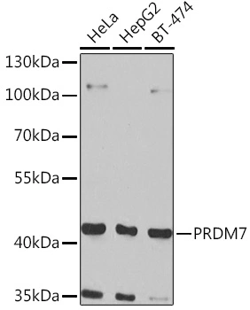 WB analysis of various sample lysates using GTX32808 PRDM7 antibody. Dilution : 1:1000 Loading : 25microg per lane WB analysis of various sample lysates using GTX32808 PRDM7 antibody. Dilution : 1:1000 Loading : 25microg per lane
