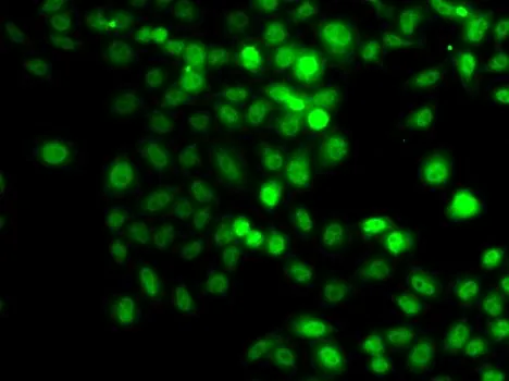 ICC/IF analysis of A549 cells using GTX32808 PRDM7 antibody.