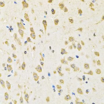 IHC-P analysis of mouse brain tissue using GTX32824 PTPRE antibody. Dilution : 1:100