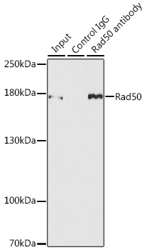 IP analysis of MCF7 cell lysate using GTX32832 Rad50 antibody. Antibody amount : 3microg / 150microg lysate Dilution : 1:500 IP analysis of MCF7 cell lysate using GTX32832 Rad50 antibody. Antibody amount : 3microg / 150microg lysate Dilution : 1:500