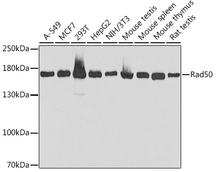 WB analysis of various sample lysates using GTX32832 Rad50 antibody. Dilution : 1:1000 Loading : 25microg per lane