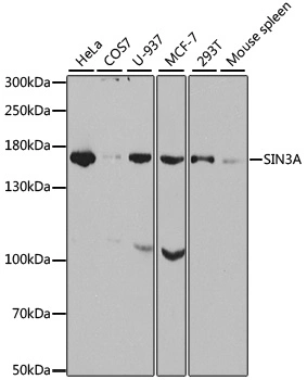 WB analysis of various sample lysates using GTX32874 SIN3A antibody. Dilution : 1:1000 Loading : 25microg per lane