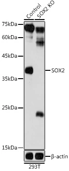 WB analysis of normal (control) and knockout (KO) 293T cell lysate using GTX32891 SOX2 antibody. Dilution : 1:1000 Loading : 25microg per lane