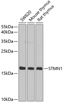 WB analysis of various sample lysates using GTX32899 Stathmin 1 antibody. Dilution : 1:1000 Loading : 25microg per lane WB analysis of various sample lysates using GTX32899 Stathmin 1 antibody. Dilution : 1:1000 Loading : 25microg per lane