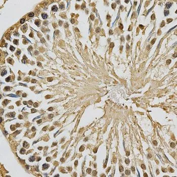 IHC-P analysis of rat testis tissue using GTX32975 XRCC3 antibody. Dilution : 1:200