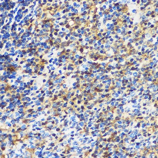 IHC-P analysis of rat spleen tissue using GTX32982 14-3-3 gamma antibody. Dilution : 1:100