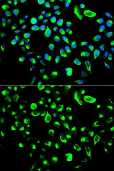 ICC/IF analysis of HeLa cells using GTX32983 14-3-3 theta antibody. Blue : DAPI
