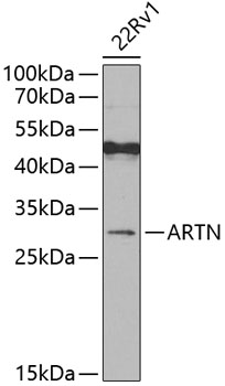 WB analysis of 22Rv1 cell lysate using GTX33020 Artemin antibody.The signal was developed with ECL plus-Enhanced. Dilution : 1:500 Loading : 25ug per lane